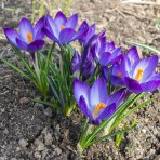 Krokus (Crocus vernus) ´GRAND MAITRE´ - 2-3 cibuľky v kvetináči, kont. P11